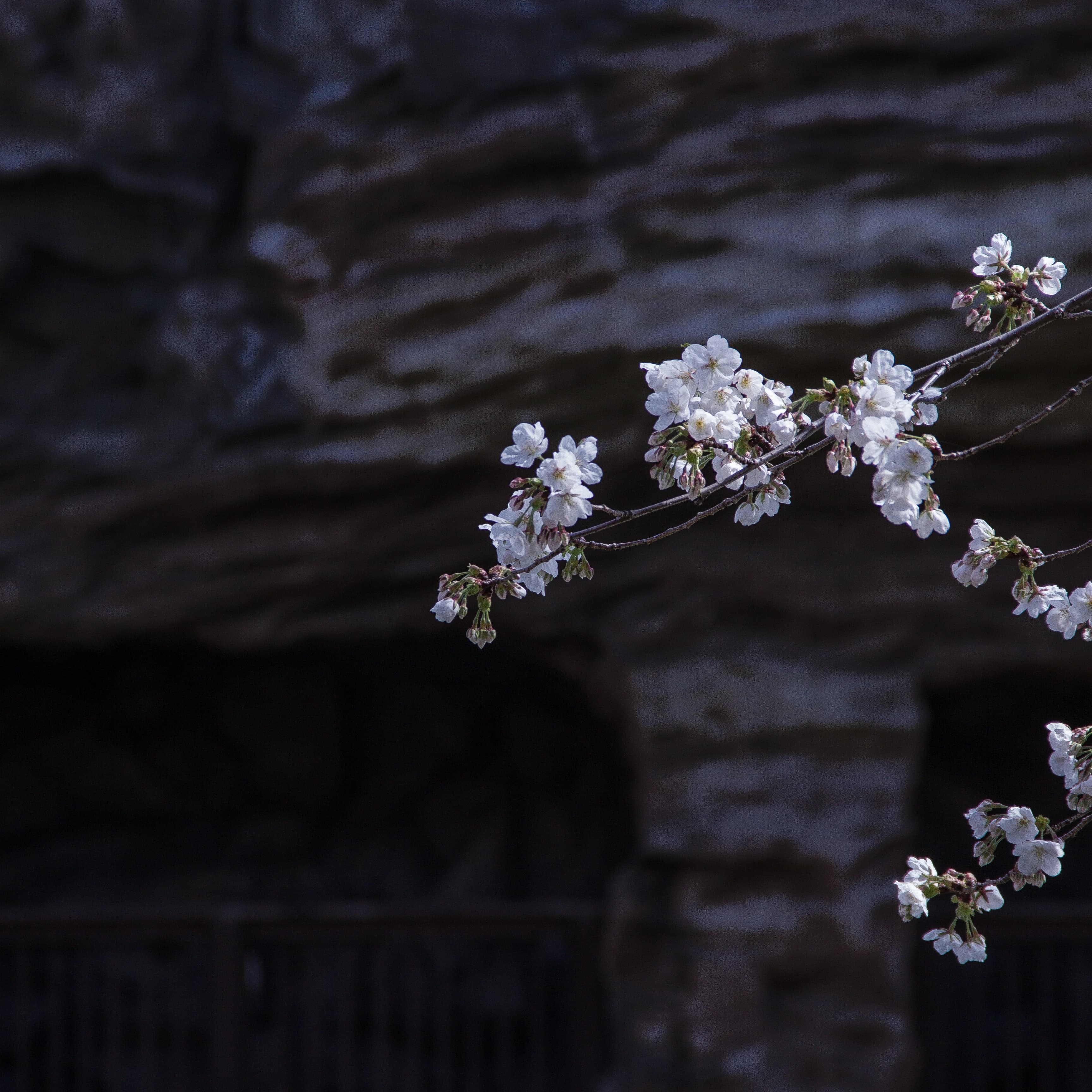 석촌호수的樱花