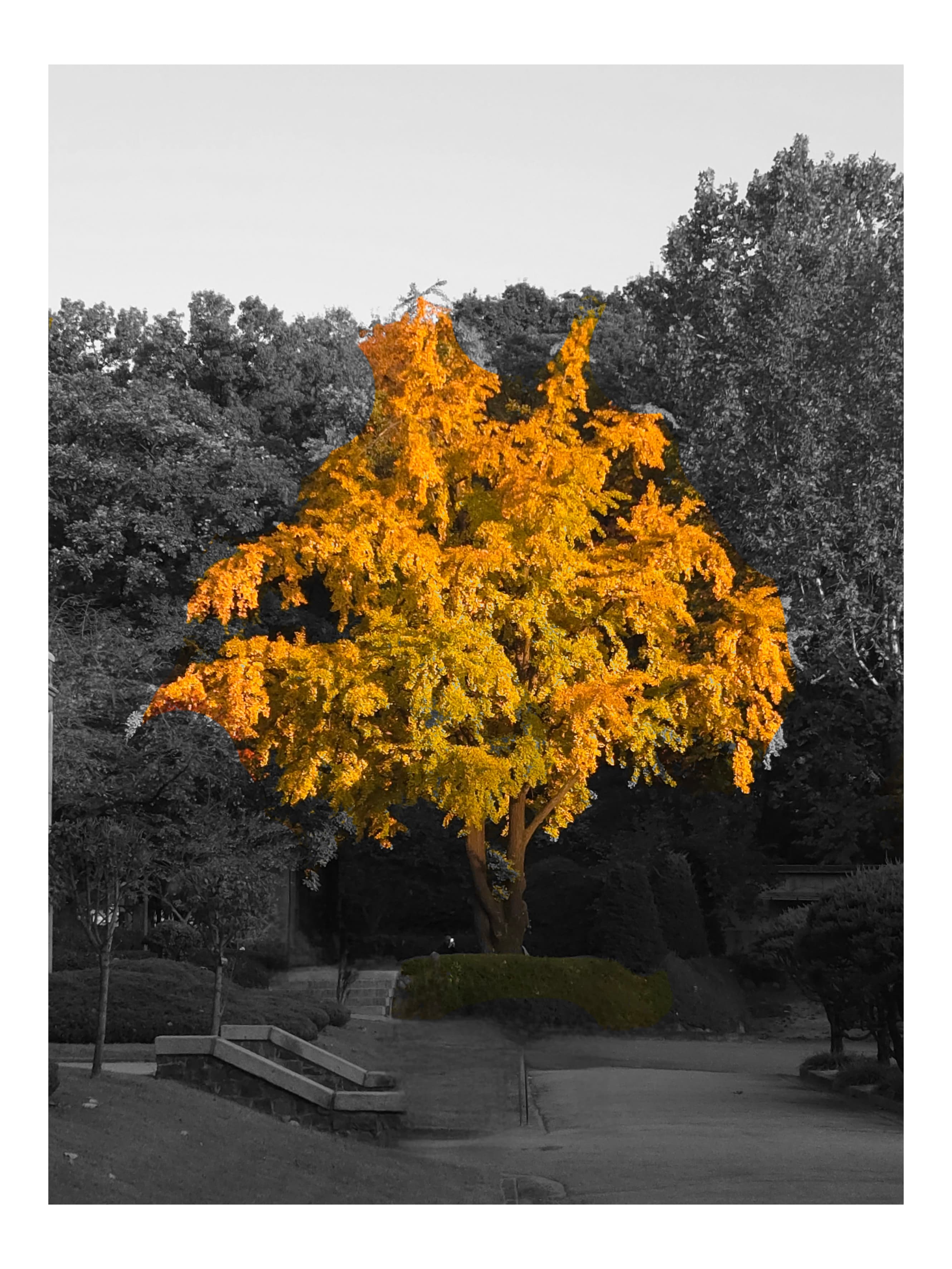 这棵树当时就矗立在那里,闪闪发光